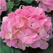 HORTENSIA ROSE - LE GODET