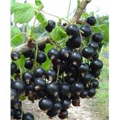 CASSIS GRAPPE "ANDEGA" - 2 PIEDS