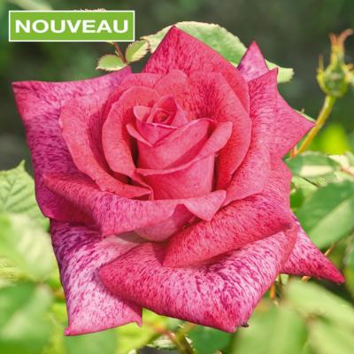 ROSIER BUISSON PIERRE CARDIN ® - LE ROSIER