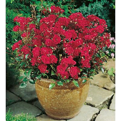 ROSIER MINIATURE LITTLE BUCKAROO - LE ROSIER