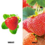 OFFRE FRAISIERS DEGUSTATION GROS FRUITS - 40 PLANTS