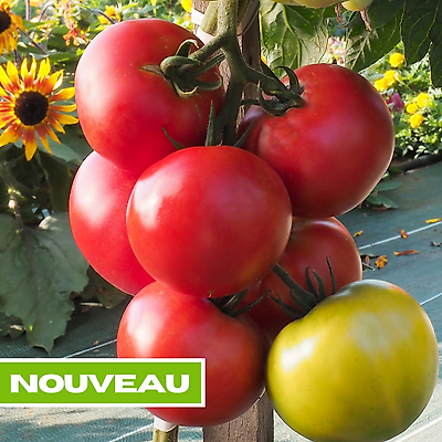 TOMATE PAOLINE HF1 - 10 SEMENCES
