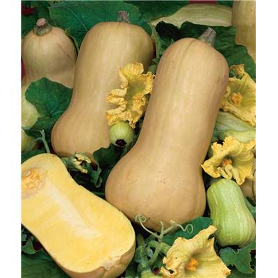 COURGE BUTTERNUT WALTHAM BIO - 2 G