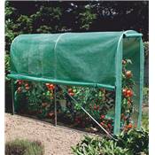 TOMATO GREENHOUSE - SERRE TUNNEL