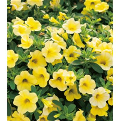 CALIBRACHOA JAUNE - 6 GODETS PLANTE ANNUELLE