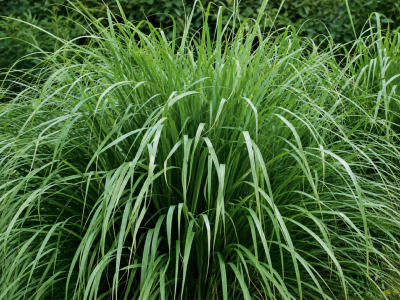 CITRONELLE DE MADAGASCAR - LE POT DE 0,75 L 