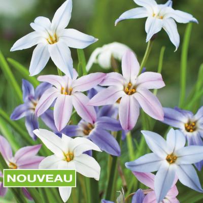 IPHEION UNIFLORUM - MÉLANGE 20 BULBES