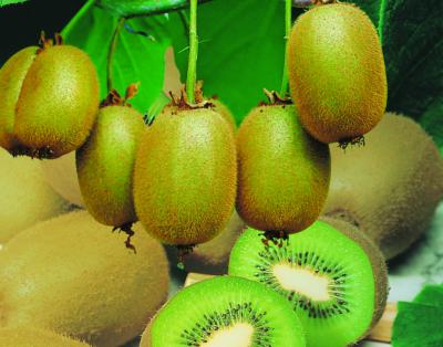 KIWI AUTOFERTILE JENNY