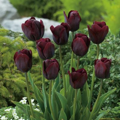 TULIPE QUEEN OF THE NIGHT - 10 BULBES