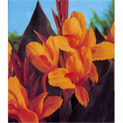 CANNA ORANGE