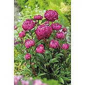 PIVOINES KARL ROSENFIELD - 2 BULBES