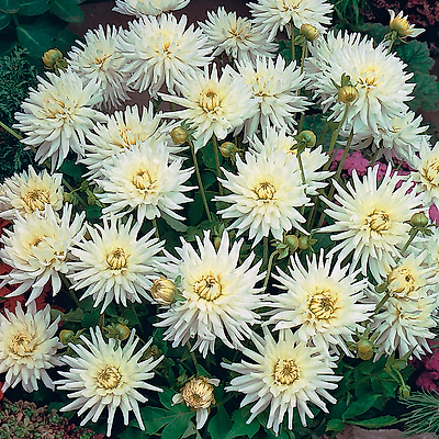 DAHLIAS CACTUS BON ESPRIT - 2 BULBES