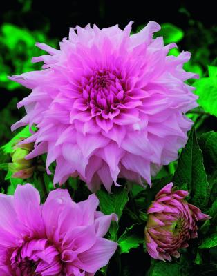 DAHLIA BREAK OUT- 1 BULBE