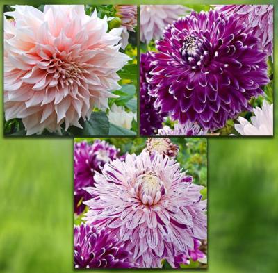 OFFRE DAHLIAS GEANTS - 3 BULBES