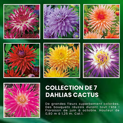 SUPPER COLLECTION DAHLIAS CACTUS - 7 BULBES