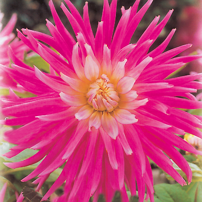 DAHLIA CACTUS GOOD EARTH - 1 BULBE