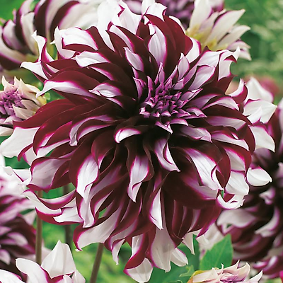 DAHLIA DECORATIF BRISTOL - 1 BULBE