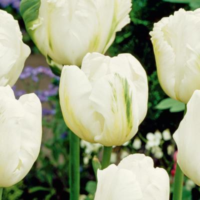 TULIPE PARROT WHITE - 6 BULBES