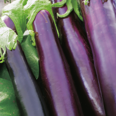 AUBERGINE VIOLETTE DE BARBENTANE