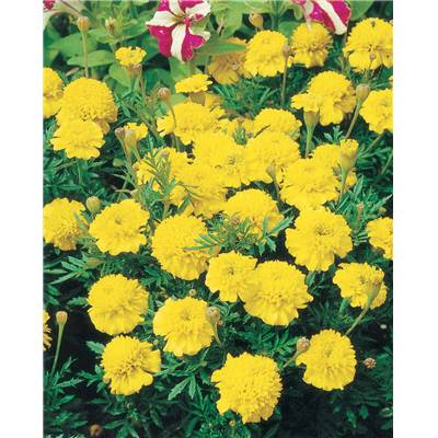 OEILLET D INDE LEMON DROP - 0.5 G