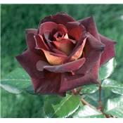 ROSIER BUISSON EDDY MITCHELL