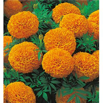 ROSE D'INDE ORANGE - 0.3 G