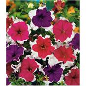 PETUNIA A BORD BLANC - 150 GRAINES