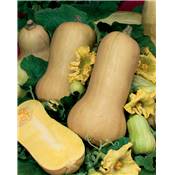 COURGE BUTTERNUT OU DOUBEURRE - 5 G