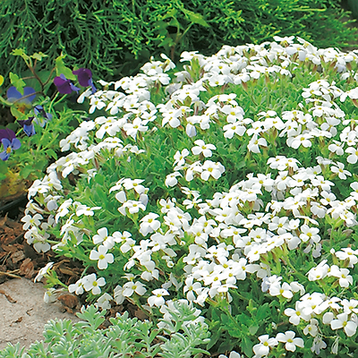 AUBRIETIAS PLANTE VIVACE - BLANC 3 GODETS