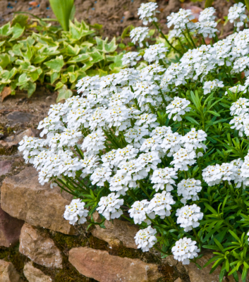 IBERIS SEMPERVIRENS BLANC - 3 GODETS 