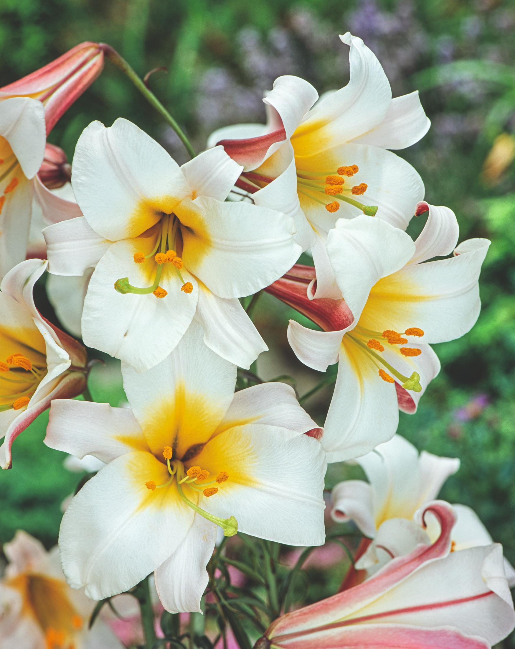 LYS REGALE (LYS ROYALE) - LES 2 BULBES