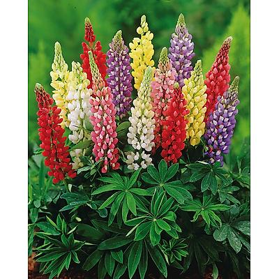 LUPIN EN MELANGE - LOT DE 3 GODETS