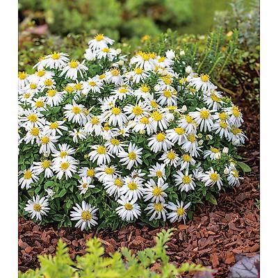 ASTER DUMOSUS - BLANC LOT DE 3 GODETS