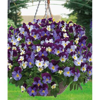 VIOLETTES ROCKY - LOT DE 3 GODETS