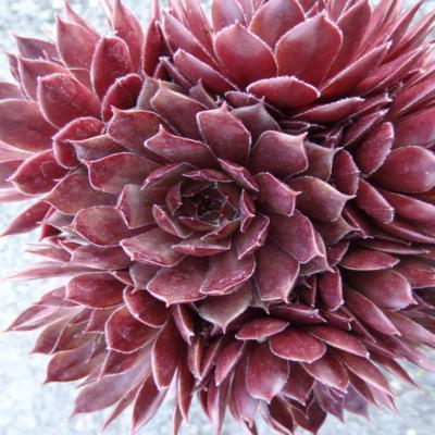SEMPERVIVUM CHICK CHARMS® - LE GODET