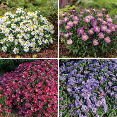 OFFRE FABRE : LOT DE 6 ASTERS 