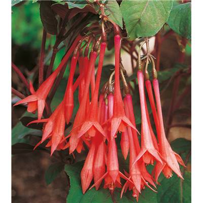 FUCHSIAS TUBES