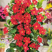 DIPLADENIA DIAMANTINA ROUGE - LE POT