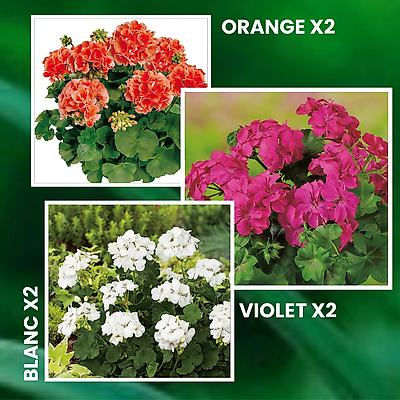 OFFRE GERANIUMS ZONALES - 6 GODETS