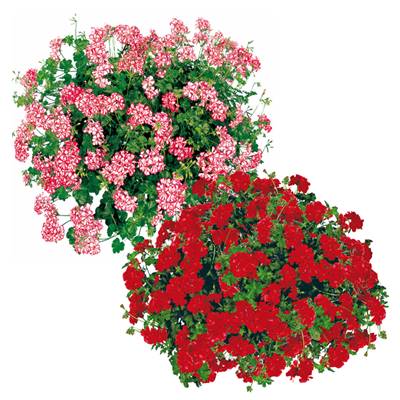 OFFRE GERANIUMS LIERRES - 6 GODETS