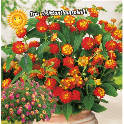 LANTANAS EN MELANGE - 3 PLANTES EN POT
