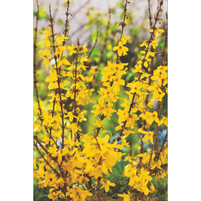 FORSYTHIA "WEEK-END" - LE GODET
