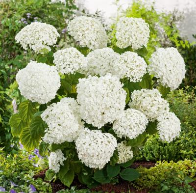 HORTENSIA ANNABELLE - 2 GODETS