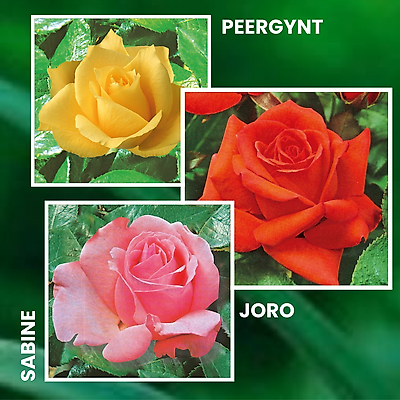 diaped 100pcs/ Sac Graines Semences de Fleurs Rosier Rose Multicolores Seed Plantes Vivaces Graines à Planter Plante Rare Bonsaï de Jardin Balcon 