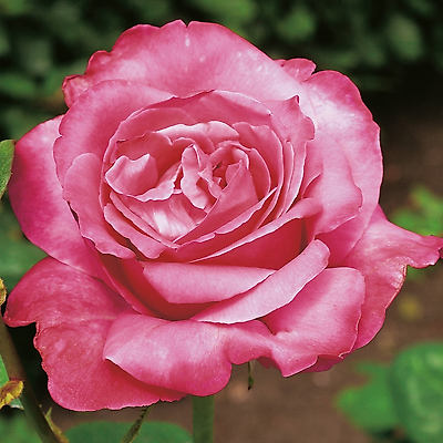ROSIER BUISSON CAPRICE DE MEILLAND® MEISIONNER - LE ROSIER