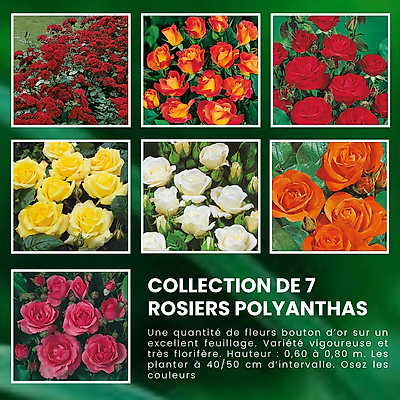 SUPER COLLECTION 7 ROSIERS POLYANTHAS