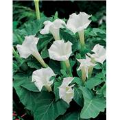 DATURA BELLE BLANCHE - 40 GRAINES