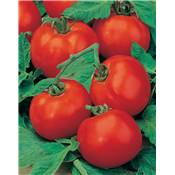 TOMATE ST PIERRE - 1 G