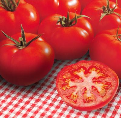 TOMATE FOURNAISE HF1 - 25 SEMENCES