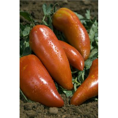 TOMATE ANDINE CORNUE BIO - 0.2 G